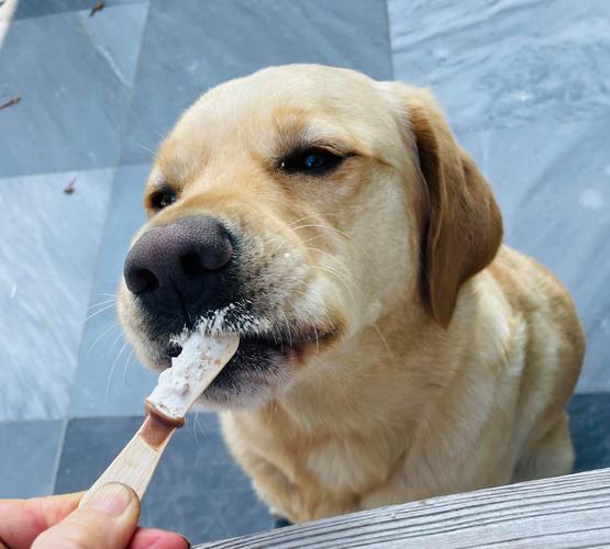 狗狗可以吃雪糕吗