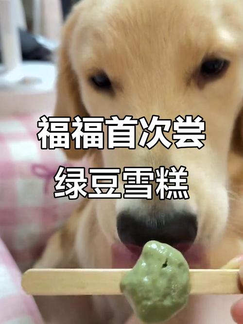 小博美可不可以吃绿豆味的雪糕?