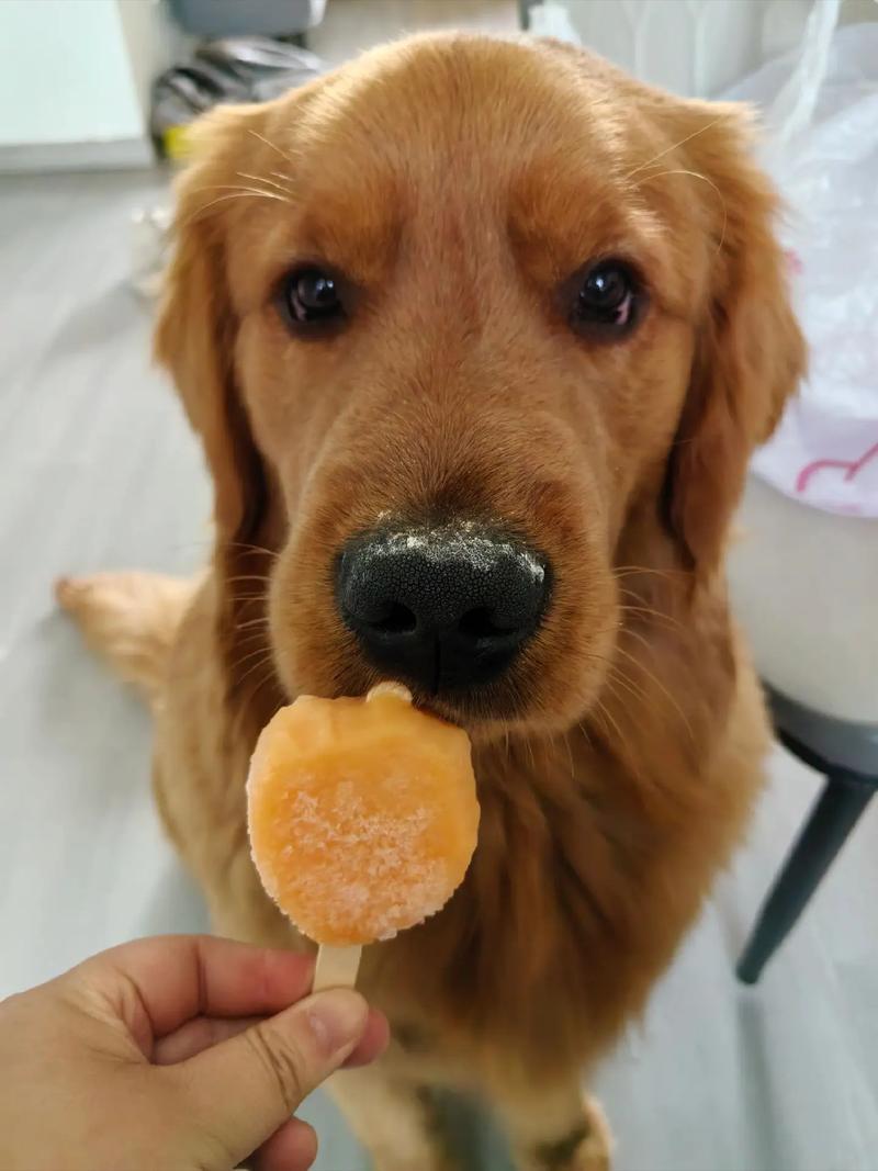 狗狗能吃绿豆雪糕吗