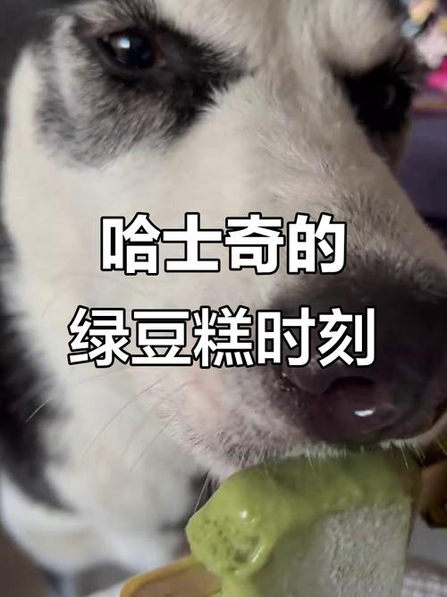 狗狗能吃绿豆糕吗?