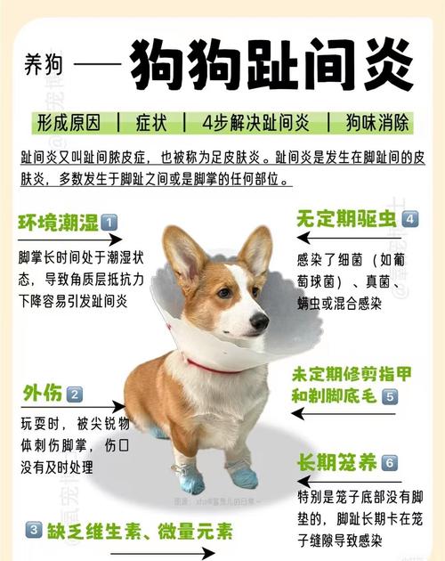 狗狗得了趾间炎咋办?