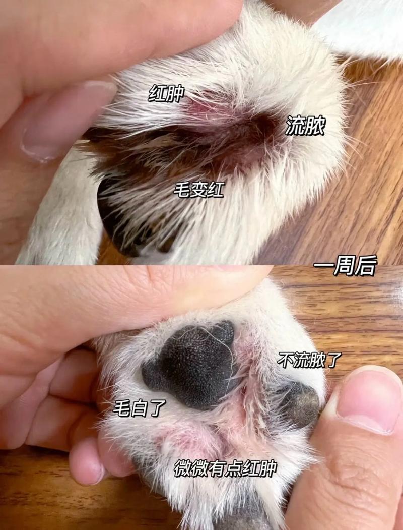 狗狗得了趾间炎多久好起来