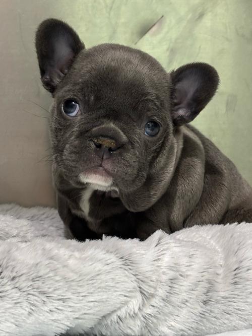 为什么狗狗越大越依赖主人