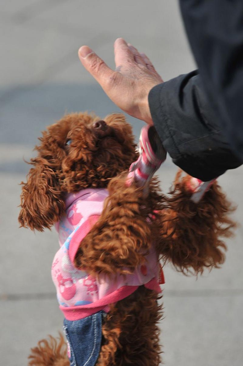 狗狗哪些行为能表现出它很爱主人、信任主人?