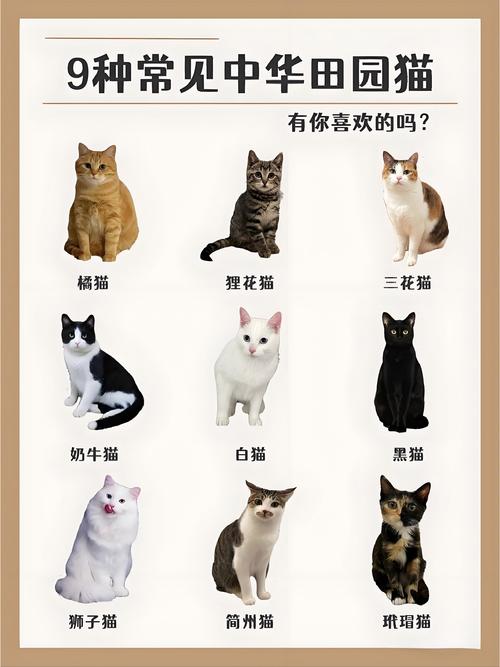 猫都有什么特点?