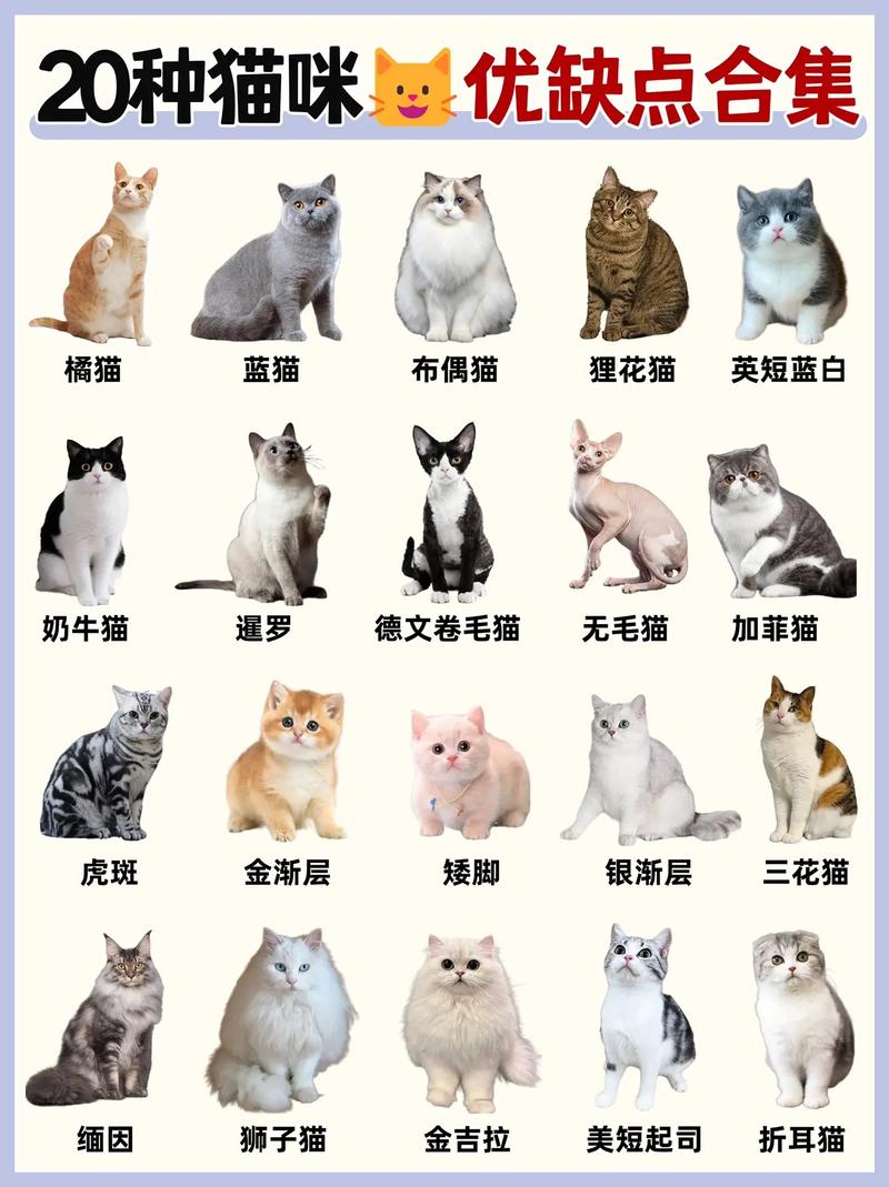 宠物猫的特点有哪些