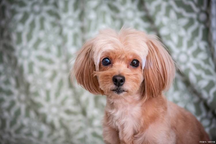 狗狗发情可以洗澡不