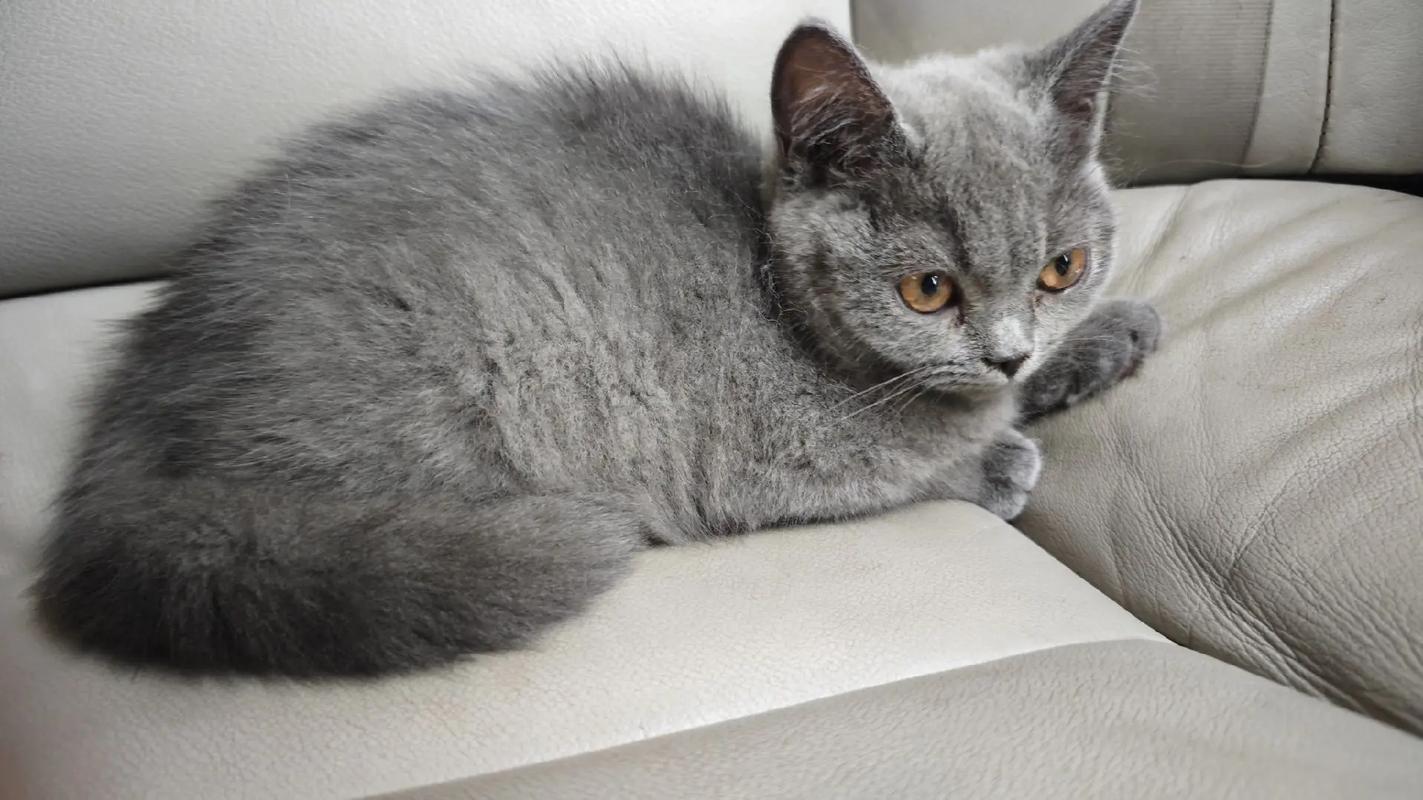 一岁母猫(蓝猫),昨天去了新家,以后就不吃东西,顶多喝一点水,还频繁去厕...