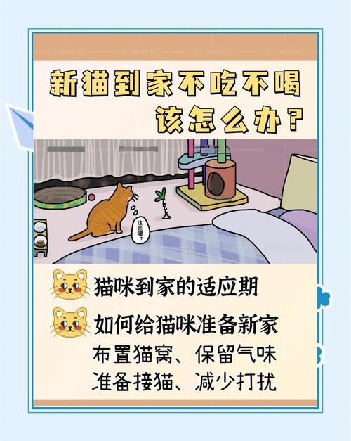 猫咪换了新环境不吃不喝要多久才会适应?