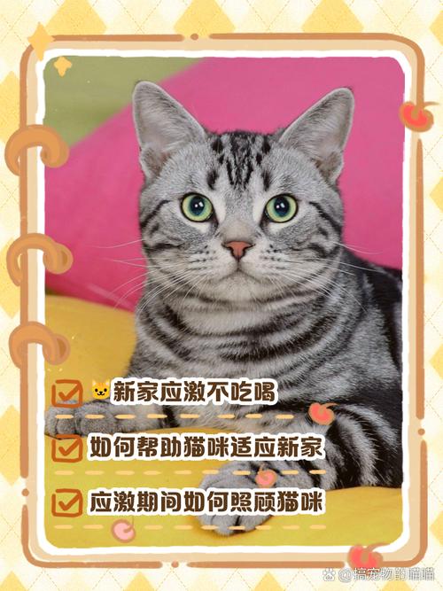 新猫到家不吃不喝几天内正常