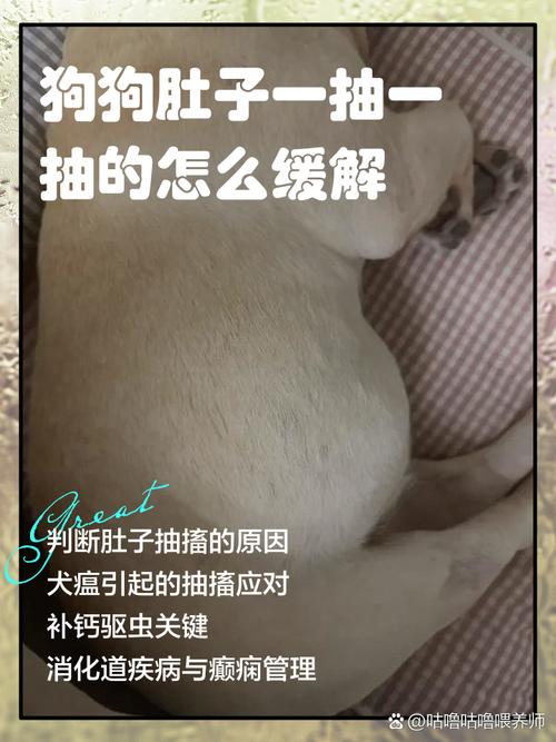 狗狗干咳干呕吃什么药比较好