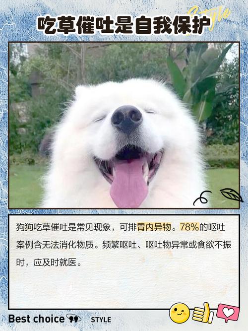 狗狗干呕吐不出东西怎么办