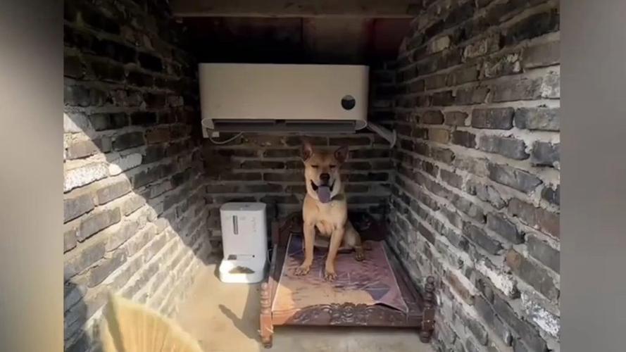 狗狗在空调屋里会冷吗