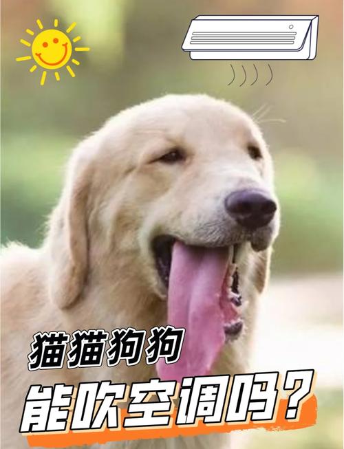 夏天要不要给狗狗吹空调
