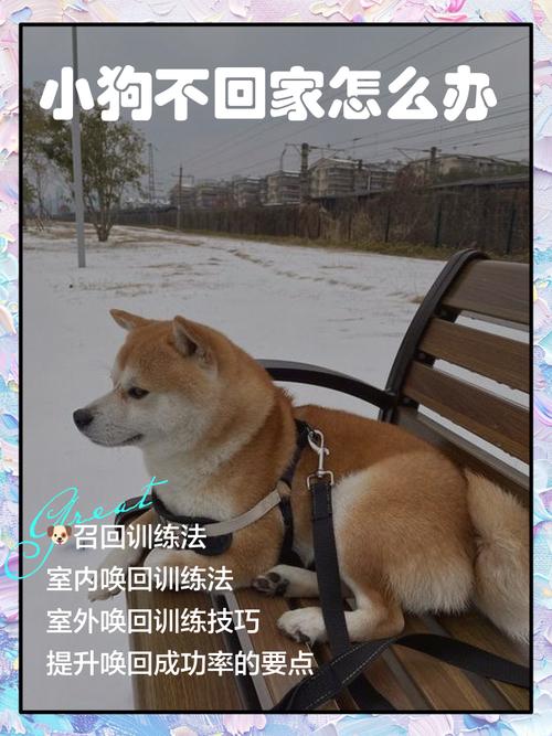土狗怎么训练才听话