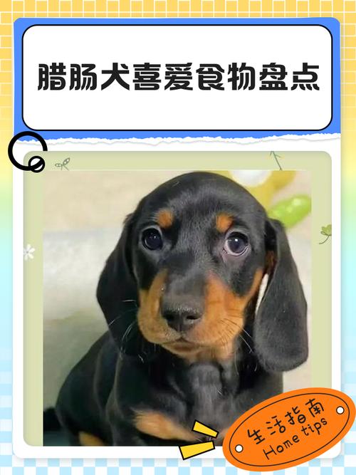 博美可以吃青瓜吗