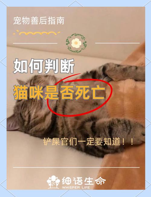 猫抑郁不吃不喝怎么办,猫抑郁不吃不喝的处理办法