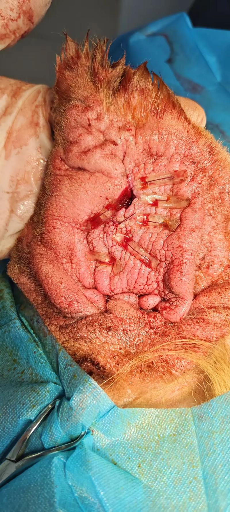 狗狗耳血肿最佳治疗方法