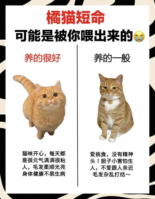 橘子怎么处理才能喂给猫咪吃?
