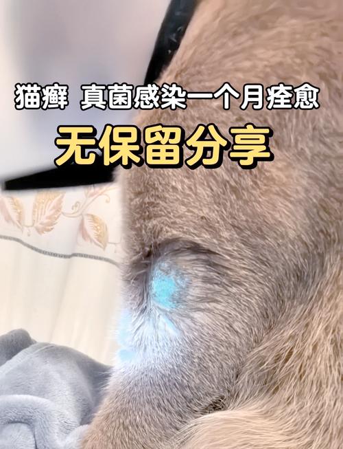 猫咪药浴用什么药