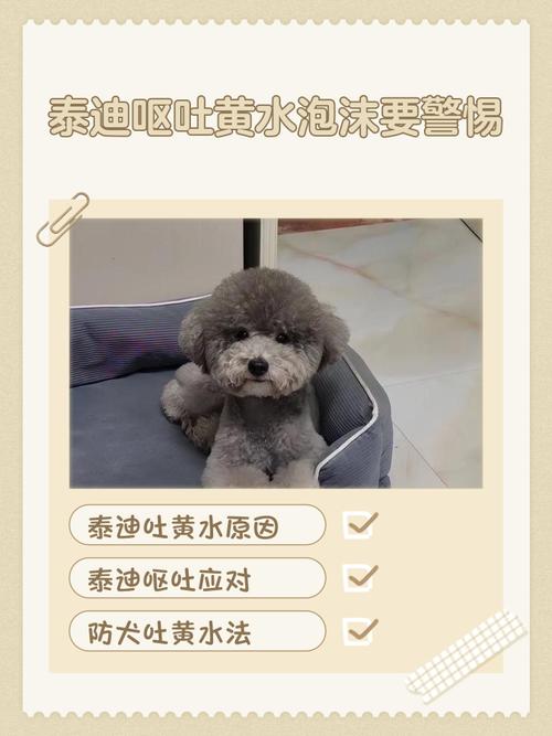 狗狗为什么老喝脏水?咋办?