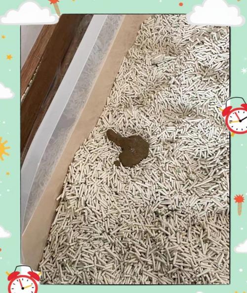 猫咪软便和拉稀的区别