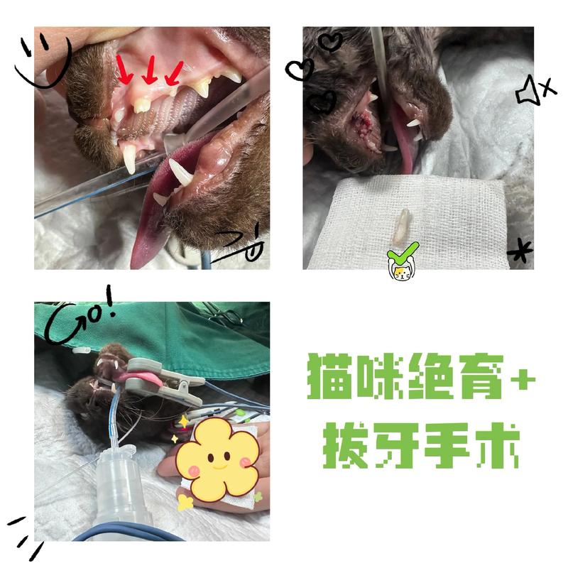 在家给猫拔牙怎么拔?