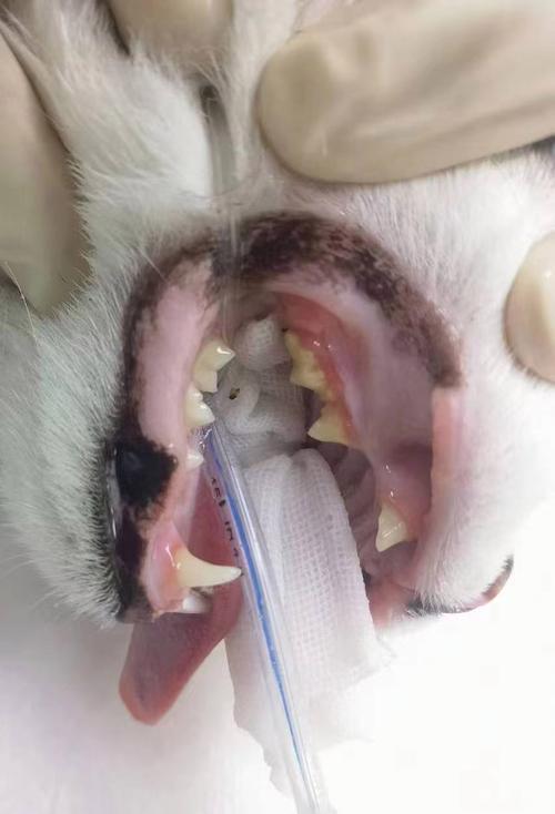 猫拔牙为什么那么贵