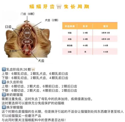 猫补牙多少钱