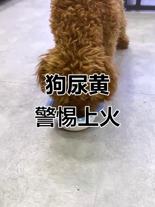 狗狗上火有眼屎吃什么药