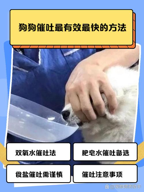 狗狗怎样催吐最快最有效
