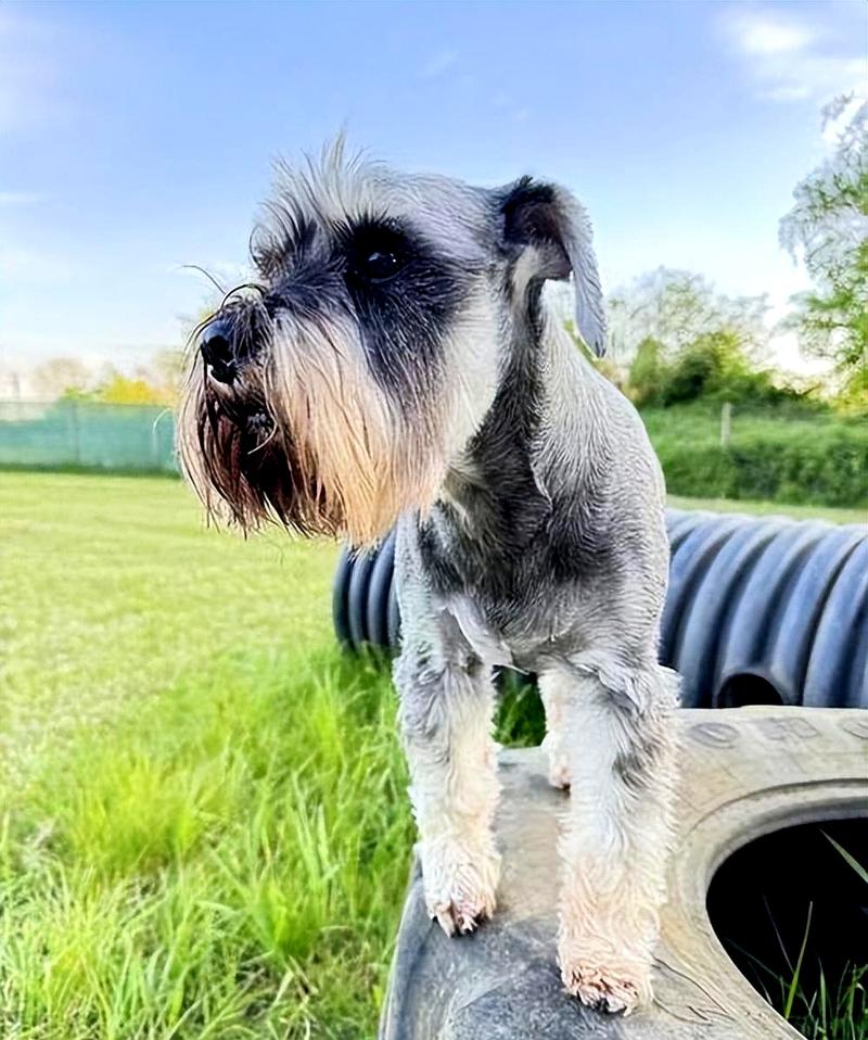 狗狗护主的表现