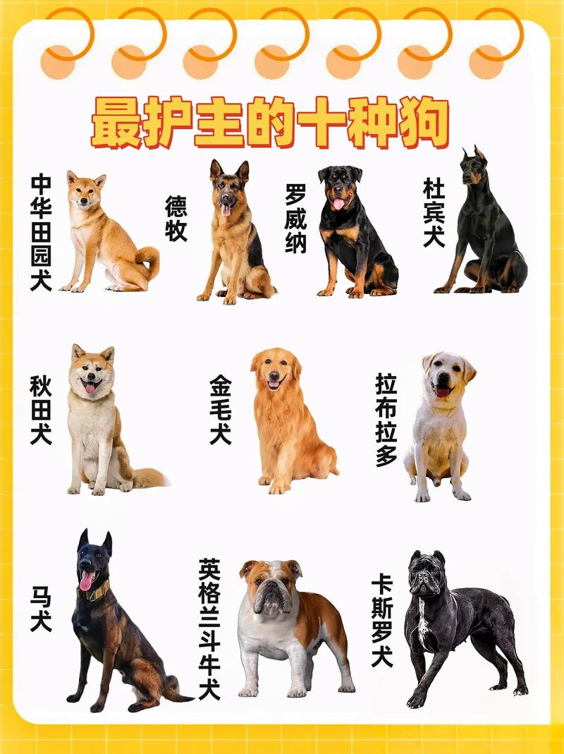 狗有哪些护主的表现?