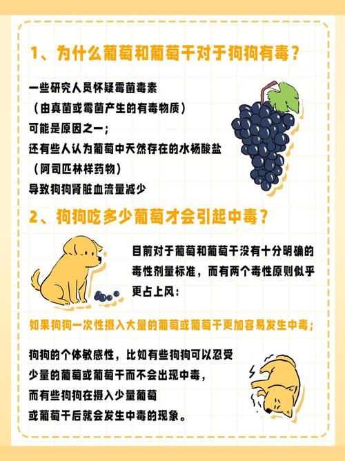 狗狗喝葡萄糖水的好处是什么