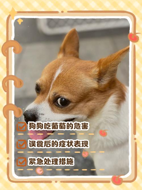 狗狗生病了,我到底是喂它喝糖水还是葡萄糖?