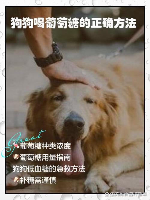 狗狗几天没吃食喝点葡萄糖一顿能让它喝几支?