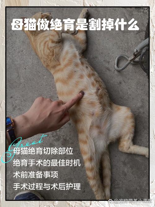 如何给猫咪做绝育手术呢?