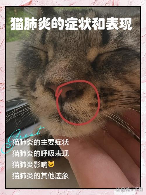 猫咪肺部感染症状