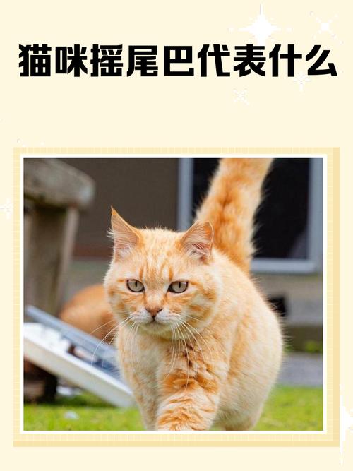 猫摇尾巴是代表什么心情