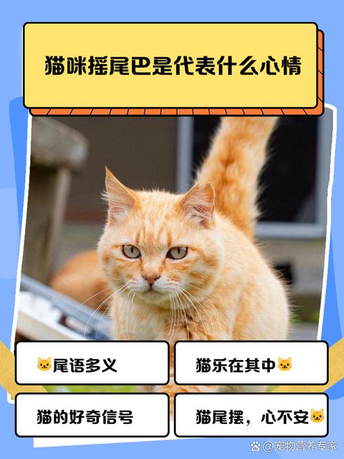 为什么猫趴着时尾巴尖左右摇摆?