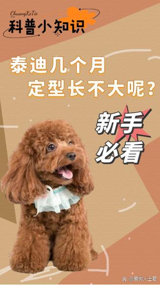 泰迪狗狗打针多少钱一次?