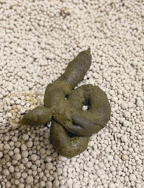 猫咪肚子有水声什么问题