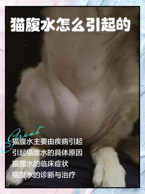 为什么猫咪肚子里有水声