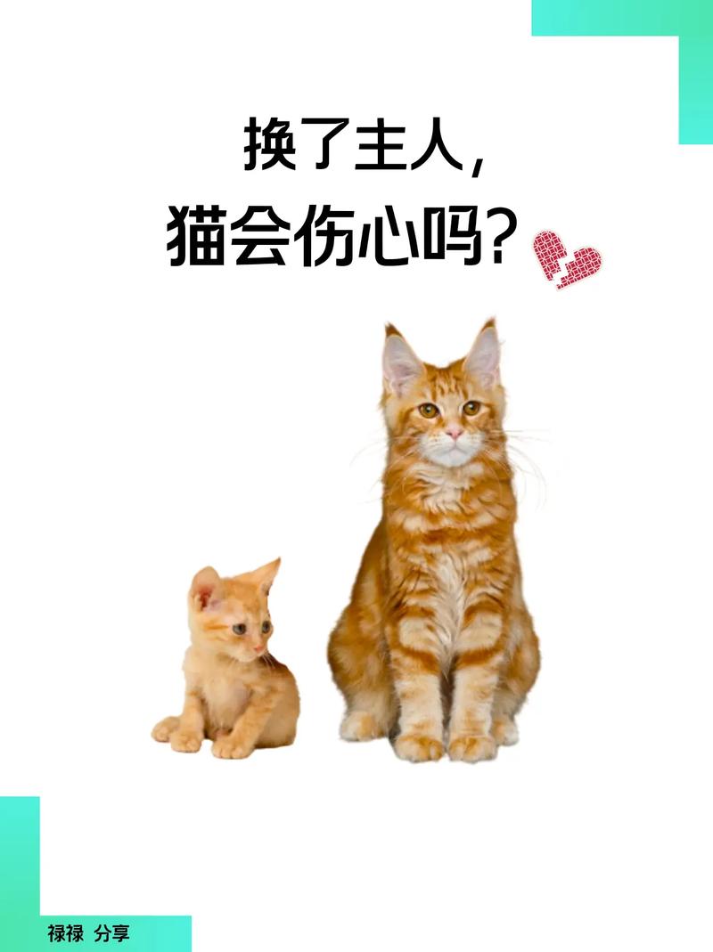 猫咪换主人会怎么样?