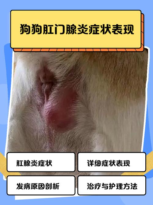 关于“帮狗狗挤肛门腺”的这些事,了解一下