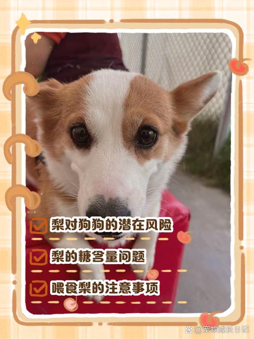 狗狗为什么不能吃雪梨