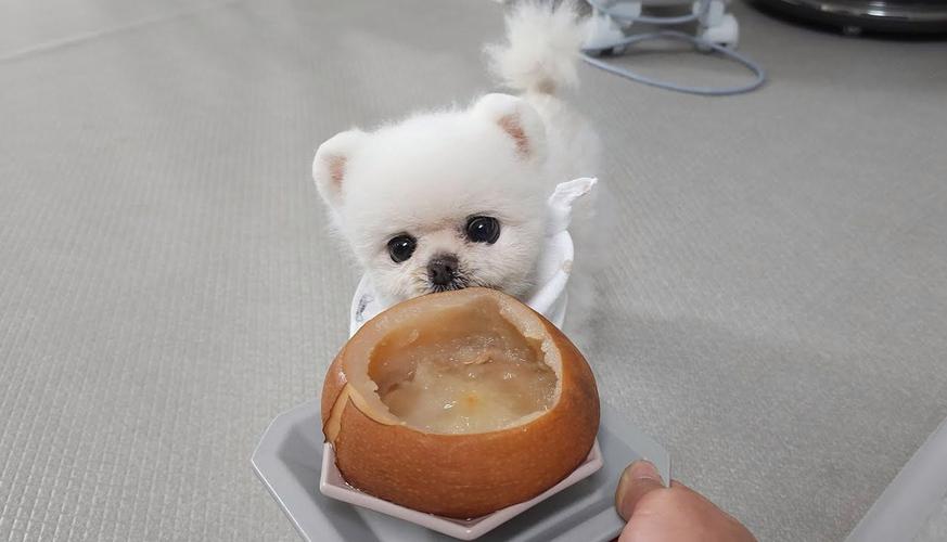 夏天请不要给狗狗吃这些水果,会要了它的命!