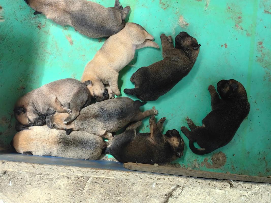 狗狗生产前浑身抖