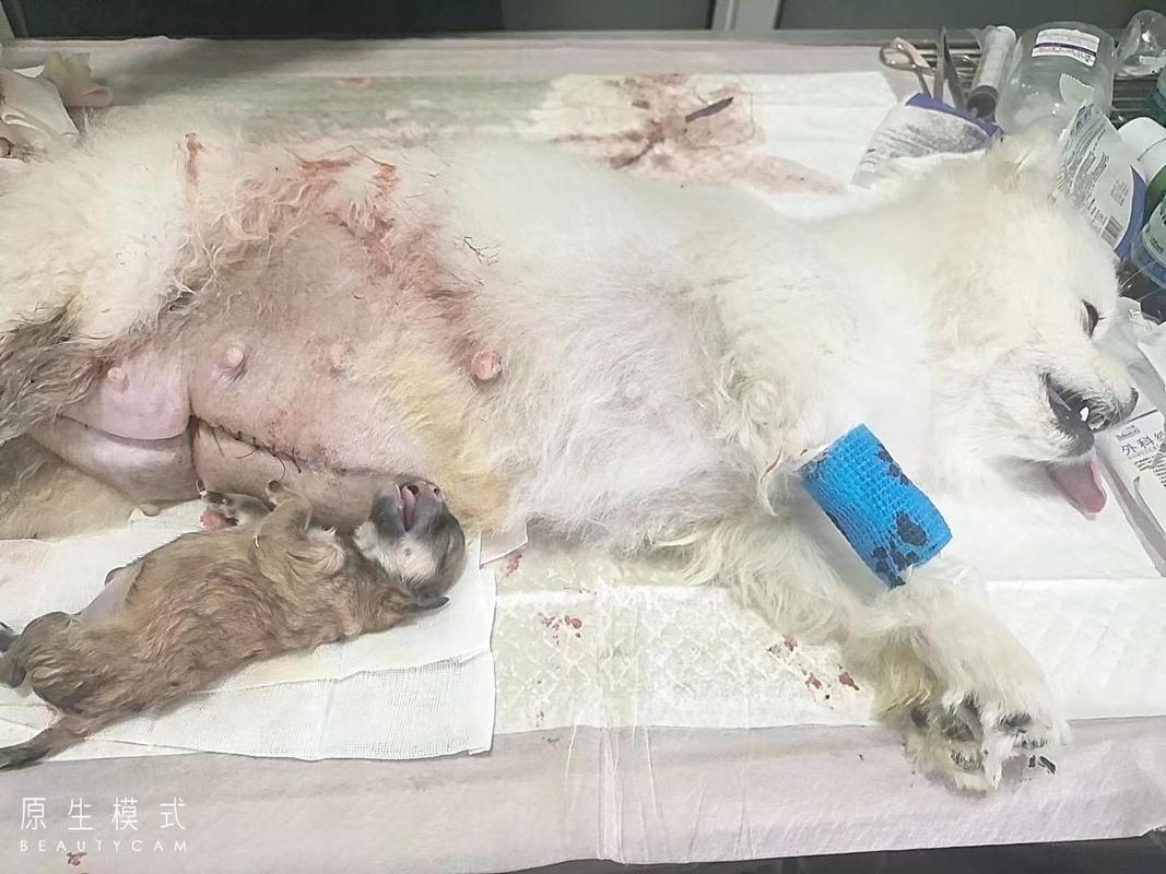 小狗生产之前有什么症状?