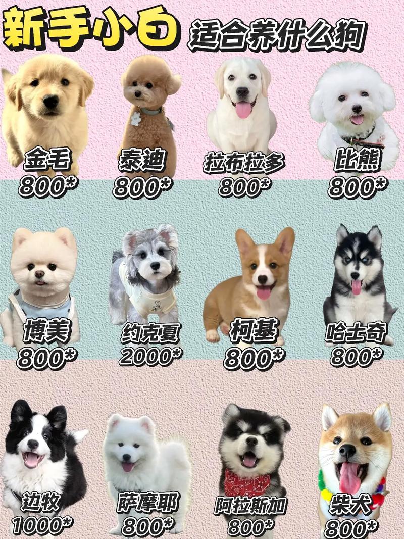 最容易训练的狗狗排名,蝴蝶犬位列榜单第三